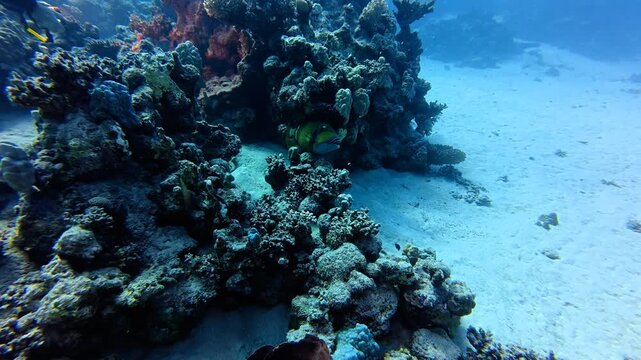 Tropical fish (Titan triggerfish, Balistoides viridescens) hiding in the reef. Deep reef with the marine life. Swimming  fish and coral reef. Wildlife underwater, corals and fish. 