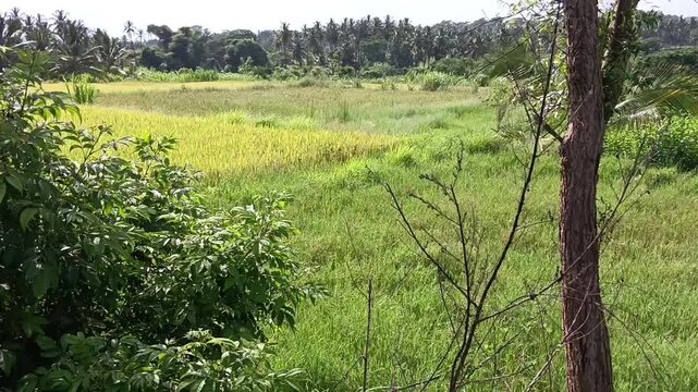 rice field in the evening and birds fly together 