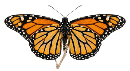 Monarch butterfly with vibrant orange wings and black markings perched on a twig © Sapphire