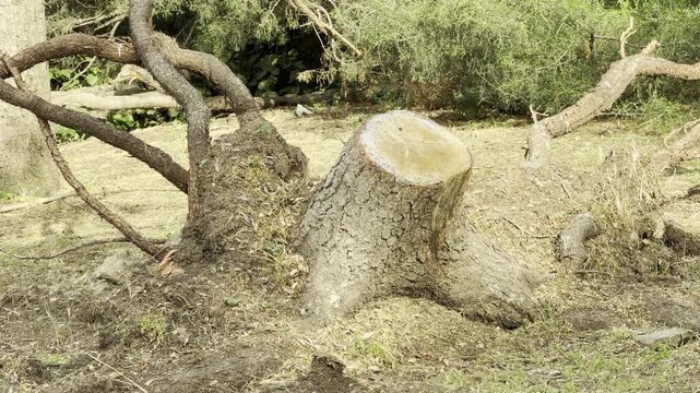 A freshly cut tree stump stands sadly on a grassy park lawn. The uprooted roots and abandoned wood evoke a lonely and desolate feeling in the quiet green landscape.