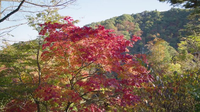 紅葉の名所 秋の鳴子峡の風景　Autumn scenery of Naruko Gorge, a famous spot for autumn foliage.