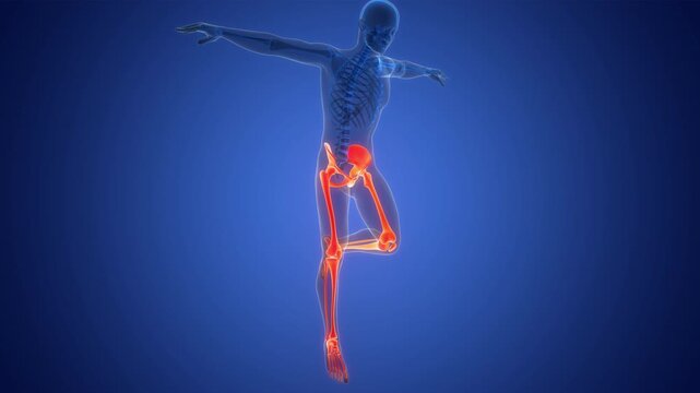 Human Skeleton System Bone Joints Anatomy Animation Concept