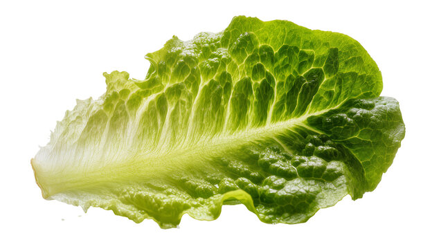 Green lettuce leaf with visible veins and textured surface
