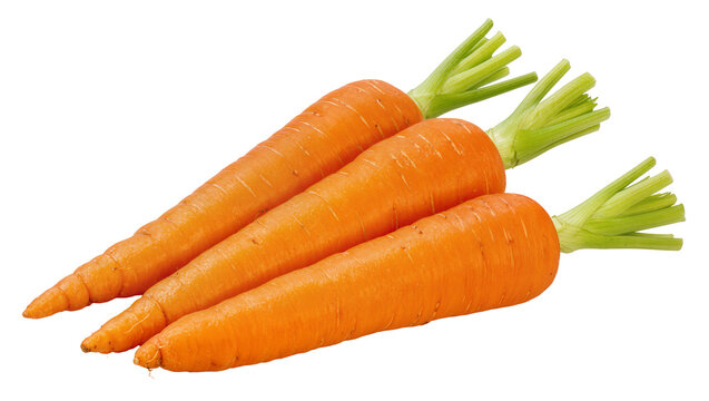 Three fresh orange carrots with green tops