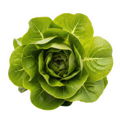 Obraz premium Fresh Green Butter Lettuce Head Isolated on White Background.