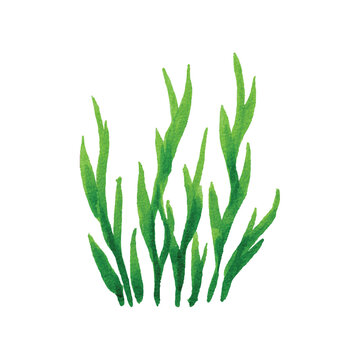 Graceful Green Seaweed Fronds Swaying Underwater Plant Life.