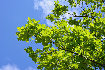 Fototapeta premium Green Oak Tree Leaves Against Blue Sky low angle view
