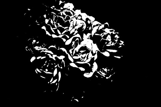 Abstrakte Rosenbl&uuml;ten im High-Contrast-Stil auf schwarzem Hintergrund &ndash; Schwarz-Wei&szlig;-Grafik von Rosen