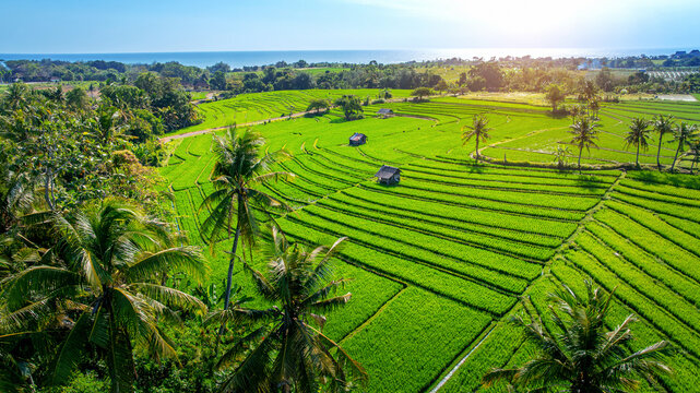Aerial view of Rice terrace in Bali, Indonesia.