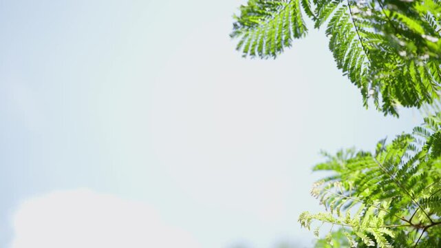 Green Leaves Against Sky: Vibrant green fern-like leaves frame a soft, pale blue sky, suggesting a serene and natural atmosphere.