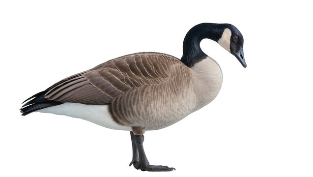 Canada goose with black neck and white cheek patch