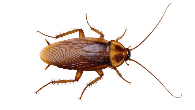 Brown cockroach with long antennae and spiky legs
