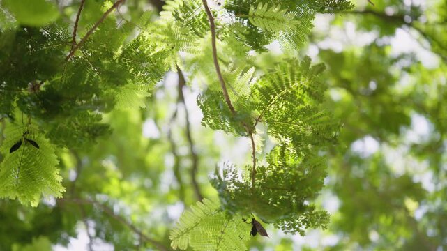 Sun-Dappled Oak Canopy: A close-up view looking up into the vibrant green leaves and branches of an oak tree, with sunlight filtering through, creating a beautiful play of light and shadow.