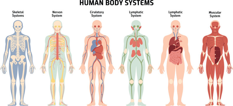 Human anatomy body systems vector illustration showing skeletal nervous circulatory lymphatic organ and muscular system diagram for medical education