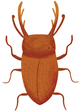 Brown Insect Watercolor Illustration