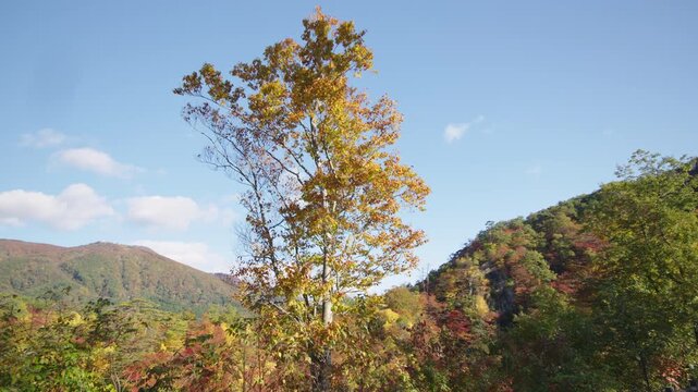 紅葉の名所 秋の鳴子峡の風景　Autumn scenery of Naruko Gorge, a famous spot for autumn foliage.