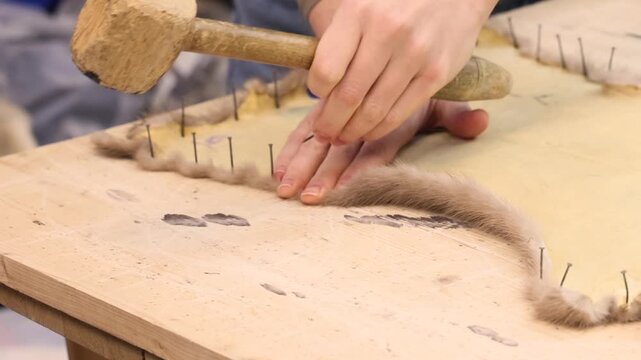 Furrier attaches sable pelt to wooden stretching table using special small nails