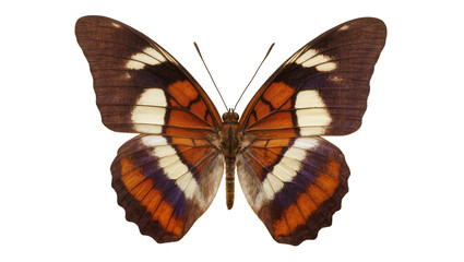 Brown orange white purple banded butterfly wings spread © Femke