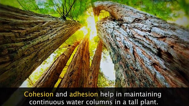 3D animation showing cohesion and adhesion helping water move upward through xylem in plants.