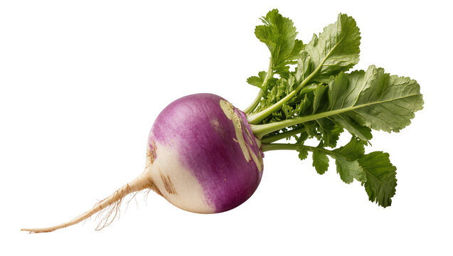 Purple and white turnip with green leaves and root
