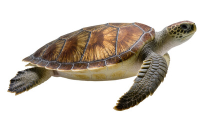 Green sea turtle swimming, detailed shell pattern and flippers © Vetle
