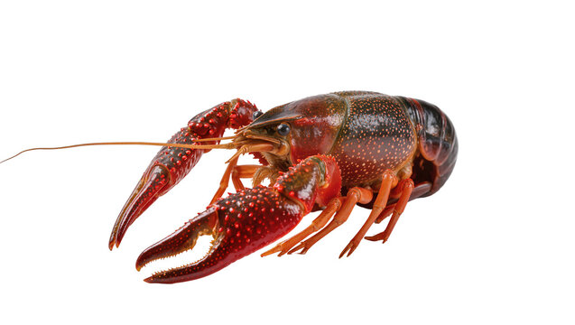 Red crawfish with large claws and antennae