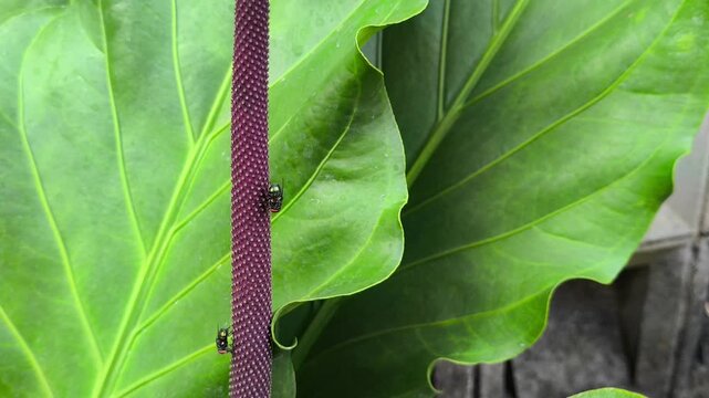 Macro View of Green Bottle Flies Crawling on Anthurium Spadix
