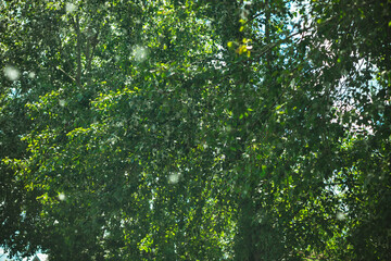 Fototapeta premium Poplar tree full of green foliage shedding its airborne cottonwood seeds, creating a light, fluffy spectacle against a bright summer sky, symbolizing allergy season and the changing environment