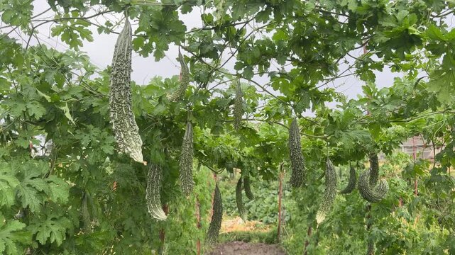 Bitter gourds with bumpy, ridged dark green skin, also known as bitter melon or karela.