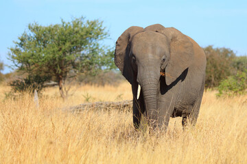 Fototapeta premium Afrikanischer Elefant / African elephant / Loxodonta africana