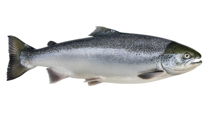 Obraz premium Atlantic Salmon Fish Side View
