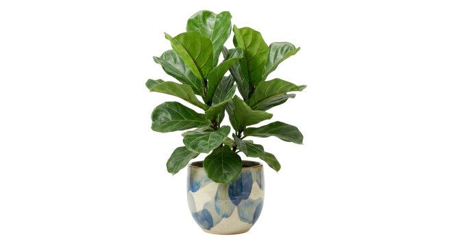 Stylish fiddle leaf fig plant in decorative ceramic pot