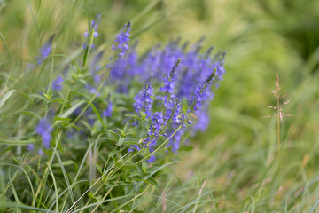 Obraz premium Purple wildflowers in grassy meadow