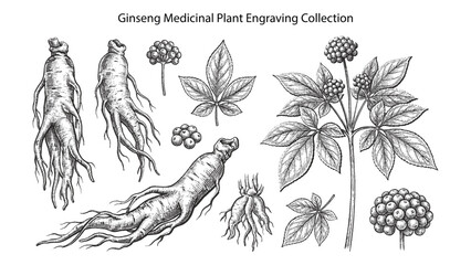 Set of hand drawn ginseng roots, leaves and berries. Botanical illustration of medicinal plant in vintage engraving style isolated on white background. © Hand Made