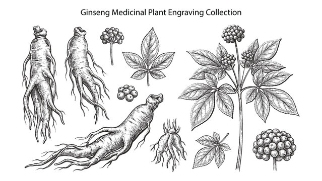 Set of hand drawn ginseng roots, leaves and berries. Botanical illustration of medicinal plant in vintage engraving style isolated on white background.