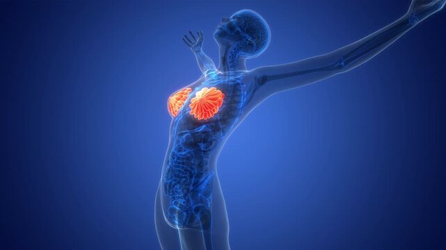 Female Internal Organs Mammary Glands Anatomy Animation Concept