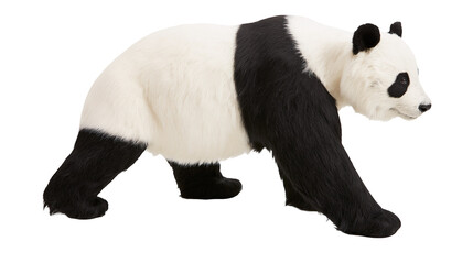 Giant panda bear walking side view black and white fur © Lubos