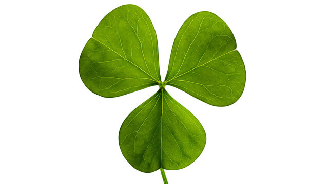 Green clover leaf with three heart-shaped lobes and visible veins