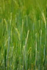 Fototapeta premium Agricultural landscape with dense barley cultivation in summer
