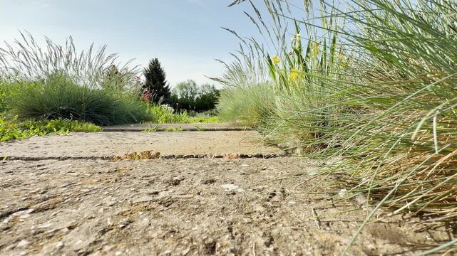 Fine ornamental grasses line a concrete garden walkway. The thin blades sway gently in the open air. Soft green trees stand under a bright sky in the peaceful distance.