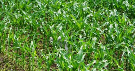 Fototapeta premium Young corn crop creating a green agricultural landscape