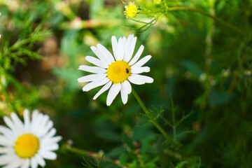 Jastrun właściwy (Leucanthemum vulgare), znany również jako złocień właściwy lub margaretka. Charakterystyczny kwiat o białych płatkach i żółtym środku, często spotykany na łąkach. © Adam
