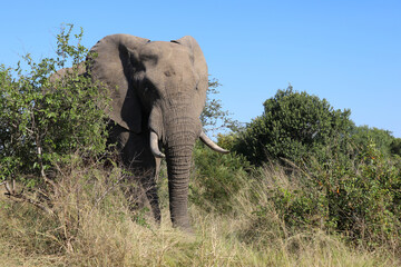 Obraz premium Afrikanischer Elefant / African elephant / Loxodonta africana