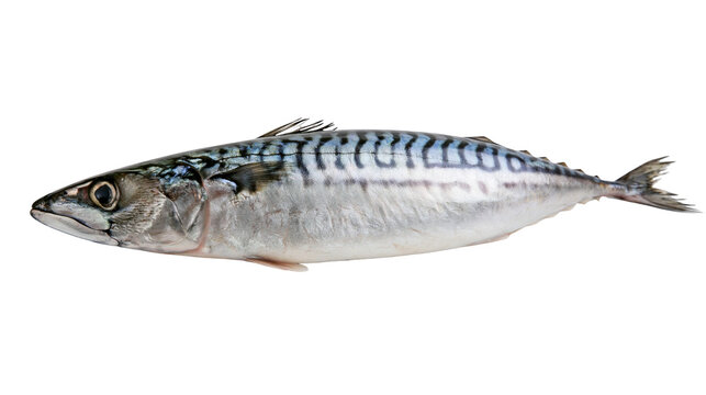 Atlantic mackerel fish with wavy dark blue stripes on silver body