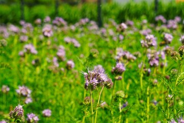 Gęsto rosnąca facelia tworząca naturalny kwiatowy krajobraz © Adam