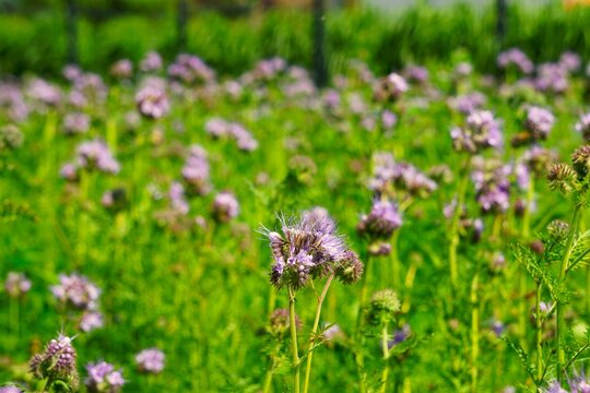 Gęsto rosnąca facelia tworząca naturalny kwiatowy krajobraz