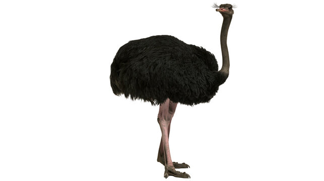 Black ostrich bird with long neck and legs