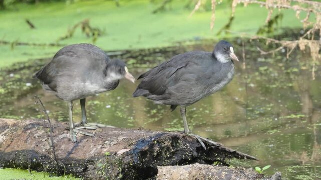 Young coot pecks at sibling, young yawning coots on rotten wood, white blaze, large feet, grey-black plumage, coots preening, one then goes into the lake, duckweed, Fulica atra