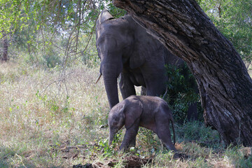 Obraz premium Afrikanischer Elefant / African elephant / Loxodonta africana