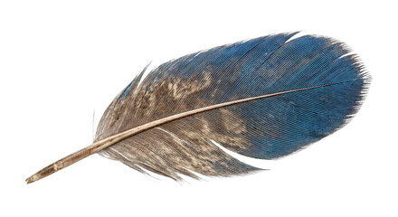 Beautiful blue and brown feather isolated on a white background © Sapphire